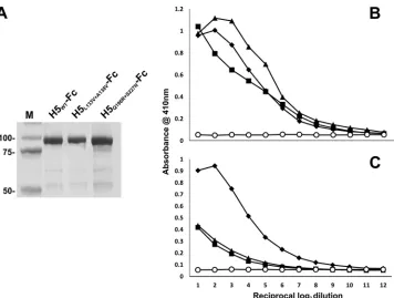 FIG. 3. Expression, puriﬁcation, and immunization of H5-HuFc-based receptor binding site mutants