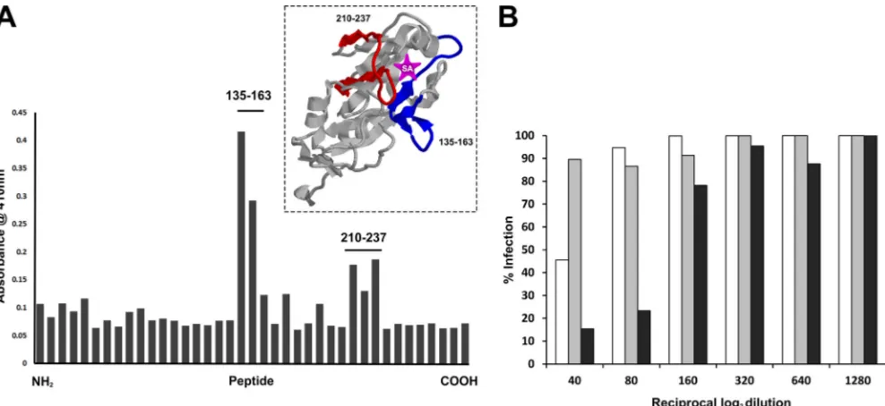 FIG. 4. Epitope mapping and neutralization titers of the serum response to H5-HuFc. (A) Polyclonal sera were assayed by ELISA usingimmobilized peptides (biotinylated peptides absorbed to streptavidin-coated plates) spanning the HA1 domain of H5 HA