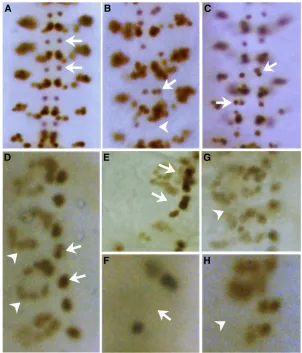 Figure 8 Speciﬁcation defects are observed in neuronaland mesodermal lineages in orb21925 and orb26090mutants