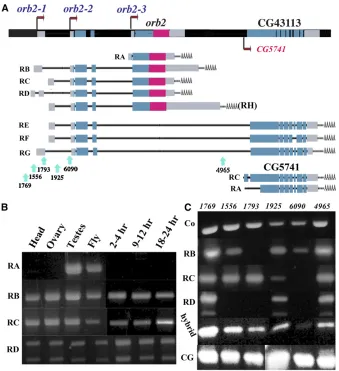 Figure 1 The550-amino-acid (60 kDa) isoform (see text fordetails). The other predictedmoters and encode the same 701-amino-acid(75 kDa) Orb2 isoform