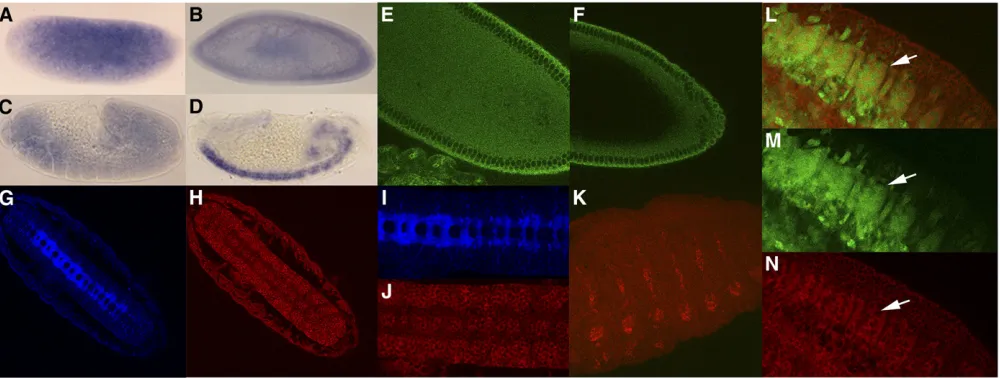 Figure 2 orb2genesis. Compare the expression pattern of Orb2 (H and J, red) to that of BP102 (G and I, blue), a marker for axons of the central nervous system