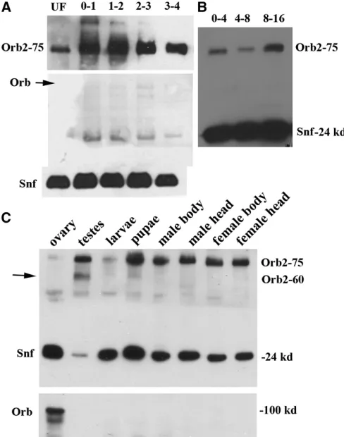 Figure 4 Orb2 protein is expressed in several different neuronal lineages.Embryos were double stained with Orb2 (red) and Eve (green)