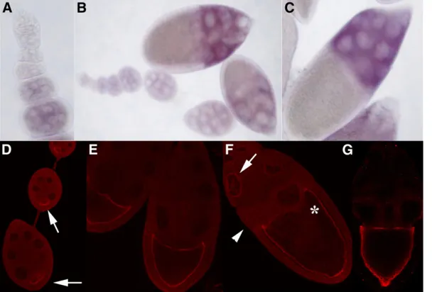 Figure 6 Orb2 expression in the ovary.shown for comparison. In the oocyte, the localization patterns of Orb and Orb2 are similar in that both proteins accumulate along the oocyte cortex