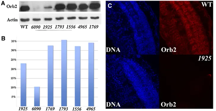Figure 7 Orb2 protein expression andWhole mount embryos showing Orb2expression in the CNS, PNS, and othertissues in wild type (top) andtom) mutants