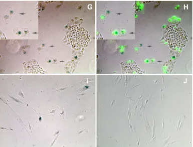 FIG. 4. (A and B) Time-lapse microscopy images of HeLa/18x21-EGFP transduced by Ad-Tax