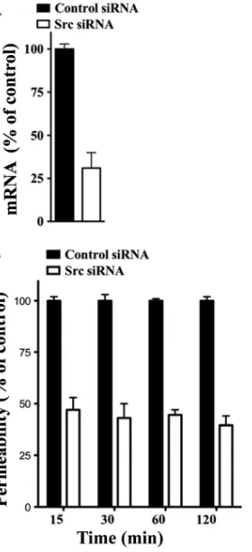 FIG. 1. Src knockdown inhibits ANDV-induced EC permeability.(A) Endothelial cells were transfected with Src or scrambled siRNA,