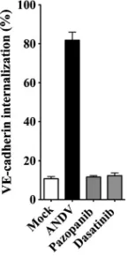 FIG. 4. Dasatinib and pazopanib block VE-cadherin internaliza-tion in ANDV-infected HUVECs
