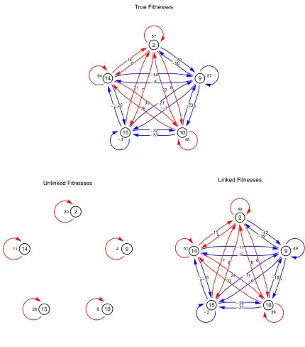 Figure S1    Selection and inter‐locus eﬀects in a model system. Details of selection coeﬃcients in the system represented in Figure 2 of the main text. Red edges indicate positive selection and inter‐locus eﬀects, while blue edges indicate negative selection and inter‐locus eﬀects. The data represented is identical to that in the graphs of Figure 2, albeit with numerical values included. A close ﬁt between the true selection and the inferred selection using linked method can be observed. 