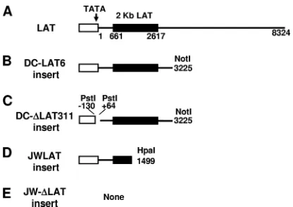 FIG. 1. Schematic representation of the LAT regions expressed inC1300- and Neuro2A-derived stable cell lines