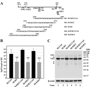 FIG. 4. ESE3- and ISE2-mediated enhancement of splicing during B19V infection as assessed by a morpholino approach