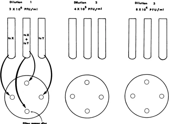 FIG.1.preparedsamereactionswasincubationVero Qualitative complementatoion test. Three fivefold dilutions of each mutant to be tested were to contain 2 x 10', 4 x 105, and 8 x 104 PFU/ml