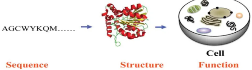 Fig 1: Protein Sequence-Structure-function. 