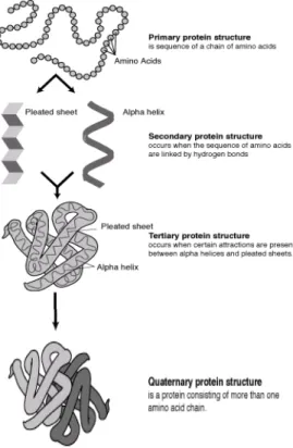 Fig 3: Four levels of protein structure. 
