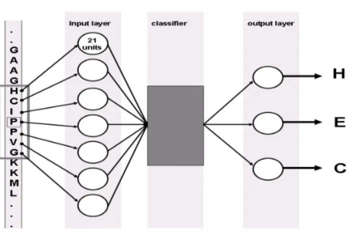Fig 4: Input and output coding for protein secondary structure prediction 