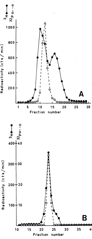 FIG.1.BND-celluloseintracellularbeled CsCl equilibrium gradient centrifugation of DNA before and after fractionation by chromatography