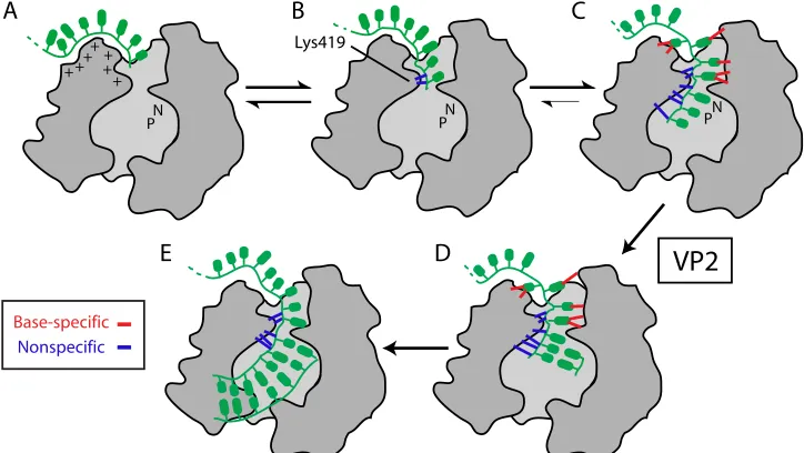 FIG. 7. Model of RV �the mouth of the VP1 template entry tunnel. (B) Sequence-independent interactions of themoderation of entry by Lys419