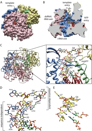 FIG. 1. Overview of VP1 structure and interactions with the 3�oligonucleotide. (A) Complete structure