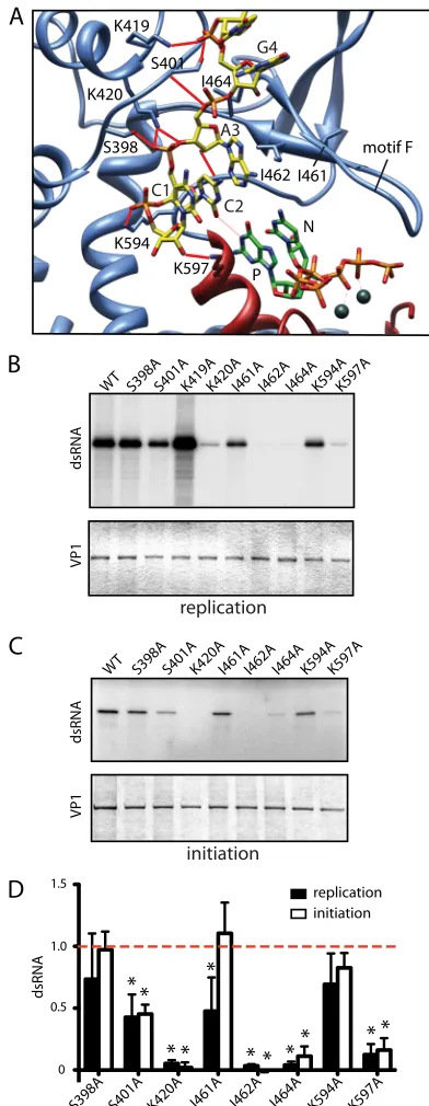FIG. 3. Characterization of VP1 SI mutants. (A) Ribbon drawingof VP1 with bound oligonucleotide, colored as in Fig