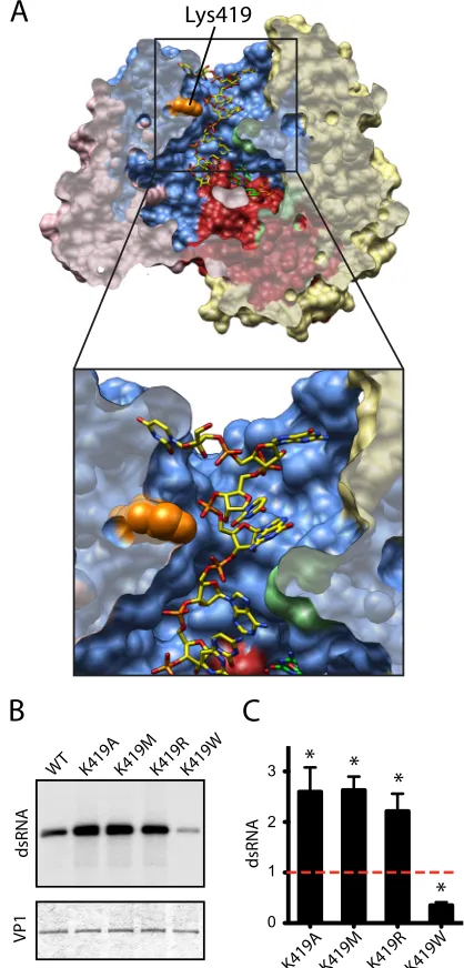 FIG. 4. Characterization of substitution mutants of VP1 Lys419.(A) Surface cutaway representation of VP1 showing the location of