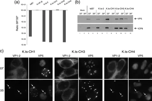 FIG. 8. Identiﬁcation of a single residue change responsible for the tspresent inand K.1453Yinfected with the indicated viruses at 33°C and at 10 h postinfection either maintained at 33°C or shifted up to 39°C