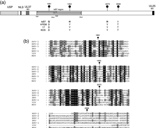 FIG. 1. The tsClustalX alignment software and illustrated using Genedoc. Residues with complete identity allowing for close chemical similarity are indicatedwere sequenced