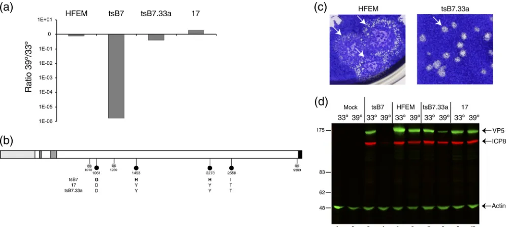 FIG. 2. Construction of a recombinant tsplates were stained with crystal violet. Representative images of relative plaque size are shown