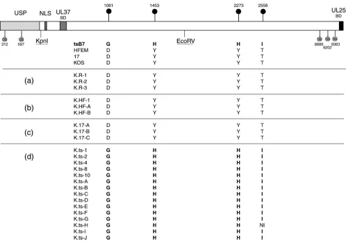 FIG. 3. UL36 sequence analysis of the KOS recombinant viruses. COS cells were cotransfected at 33°C with K�isolates from each transfection were puriﬁed by successive single-plaque isolations on Vero cells at 33°C