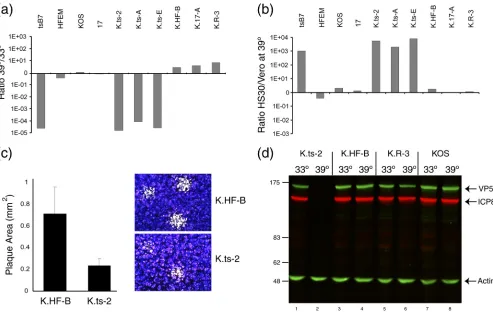 FIG. 4. Temperature sensitivity of plaque formation by K. recombinant viruses. (a) Several isolates of each group of KOS recombinant virusesplaque formation