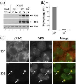 FIG. 5. Postentry defect of K.tsmaintained at 33°C while a duplicate set was shifted up to 39°C (33Examination of candidate virus protein expression (ICP8 and VP5) expressed after continuous incubation at 33°C (lanes 5 and 6) or 39°C (lanes3 and 4) or unde