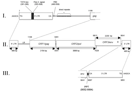 FIG. 1. Characterization of X. tropicalisat position 669) was introduced within thedeﬁned elsewhere (43) at position 260 is boxed in black