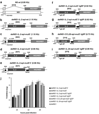 FIG. 1. (a to i) Schematic representation of chimeric NS segments and the wild-type NS segment of the PR8 virus