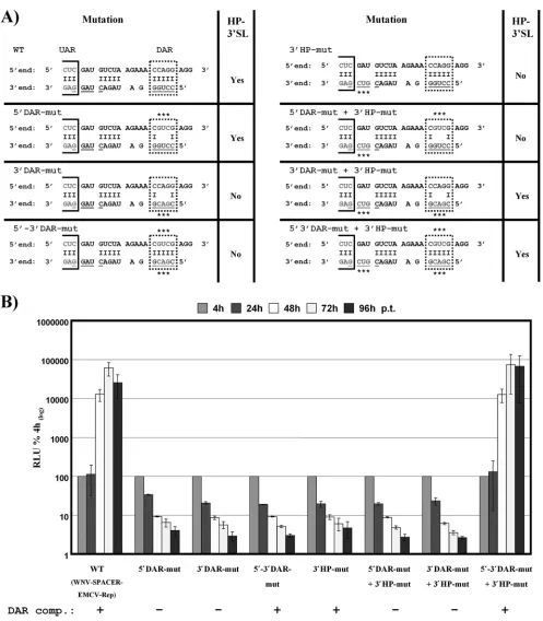 FIG. 2. Complementarity between the DAR sequences and the formation of the HP-3�SL are essential for WNV RNA replication