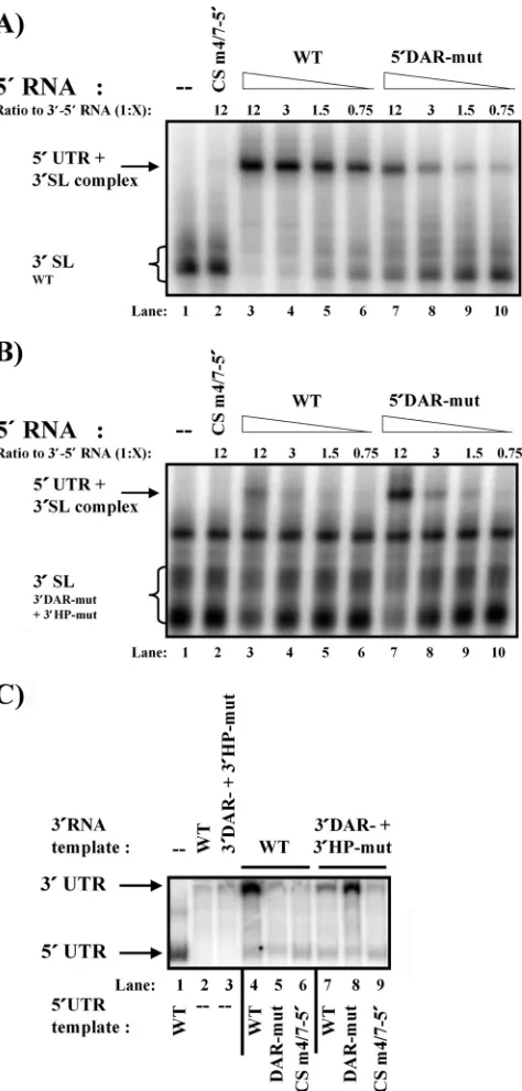 FIG. 3. WNV 5�containing the mutations indicated along the top of the gel. The uni-formly labeled 3RNA-RNA interaction and NS5 RdRp3displayed is representative of the results of at least 3 independentexperiments