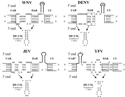 FIG. 4. The DAR motif and the involvement of the 3�ﬂaviviruses. The predicted 5at the 3from the 3from references 9 and 20), and YFV (adapted from references 8, 9, and 13) are depicted
