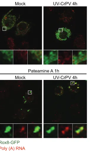 FIG. 4. UV-inactivated CrPV does not inhibit SGs. Transientlytransfected cells expressing Rox8-GFP were mock infected or infected