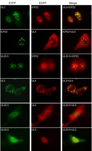 FIG. 2. Subcellular colocalization of ICP22, UL3, UL4, and UL20.5. COS-7 cells were cotransfected with plasmids encoding the indicatedfusion proteins