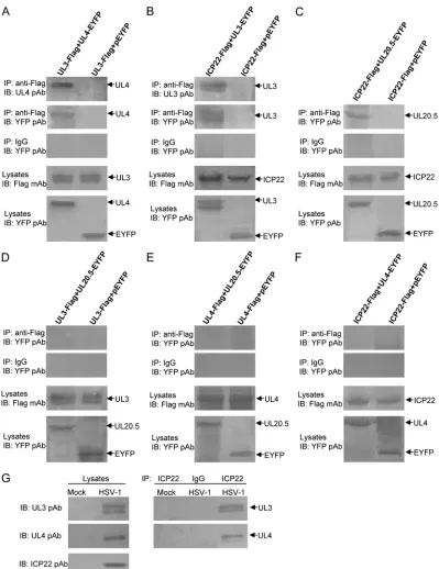 FIG. 3. Conﬁrmation of the interactions among HSV-1 ICP22, UL3, UL4, and UL20.5 by Co-IP assay
