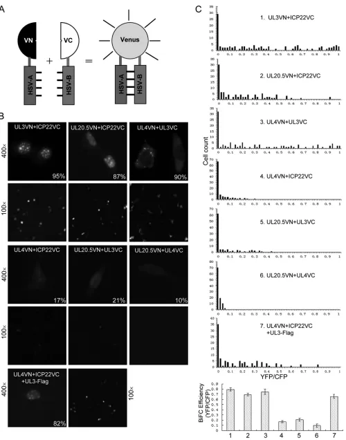 FIG. 4. Veriﬁcation of the subcellular localization of the interaction complex among ICP22, UL3, UL4, and UL20.5 by BiFC analysis in livingcells