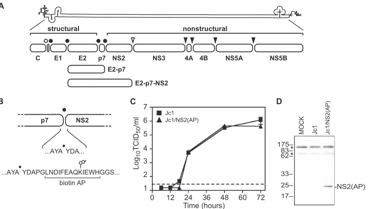 FIG. 1. HCV genome and NS2 afﬁnity puriﬁcation system. (A) HCV genome and polyprotein