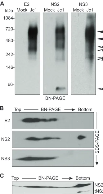 FIG. 3. E2, NS2, and NS3 form discrete, membrane-associatedhigh-molecular-mass complexes