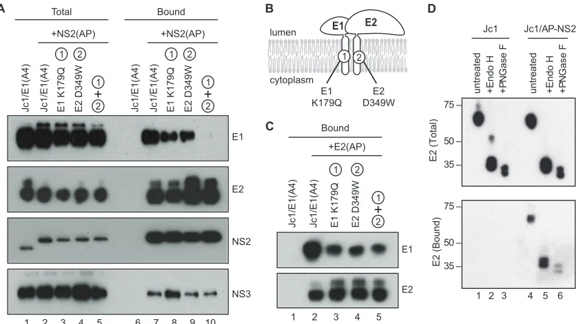 FIG. 4. Characterization of the NS2-associated glycoproteins. (A) NS2 interacts with E1-E2 through E2