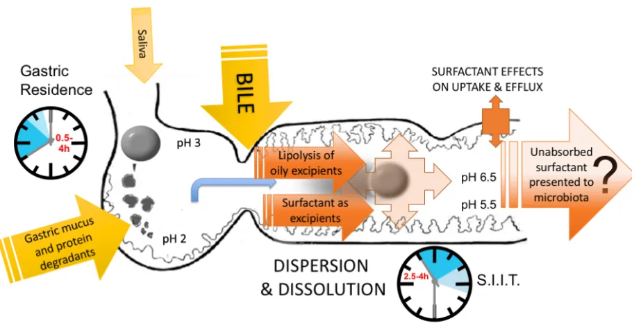 Figure 1 & Graphical abstract. Presentation of surfactants to the gut shows dynamic 