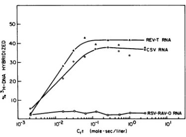 FIG. 5. REV-T Equilibrium centrifugation of early product endogenous DNA polymerase activity