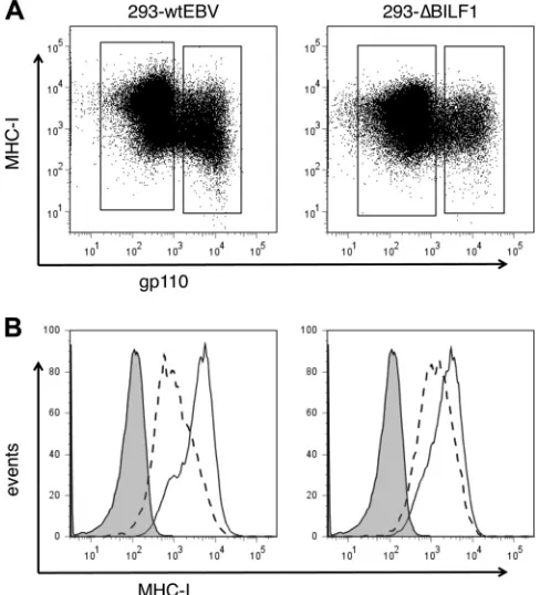 FIG. 1. Surface HLA class I expression in wt 293 cells and �293 cells expressing late lytic antigens