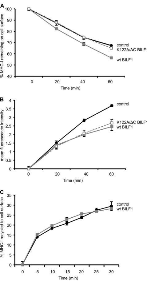 FIG. 4. The K122A/�the rate of appearance of surface MHC-I. Internalization, appearance,and recycling assays were performed on HEK293 cells stably trans-duced with PQC control, wt BILF1, or K122A/retroviruses