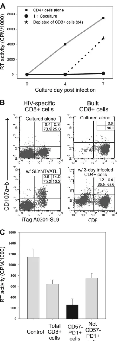 FIG. 5. Noncytotoxic features of HIV-suppressing CD8�Shown are reverse transcriptase (RT) levels in the supernatants ofHIV-infected cells cultured alone (pressing CD8(A) HIV replication levels were evaluated in cultures from whichCD8 cells.� cells were removed following suppression of HIV replication.f), in the presence of HIV-sup-� cells (F), and upon removal of the HIV-suppressing