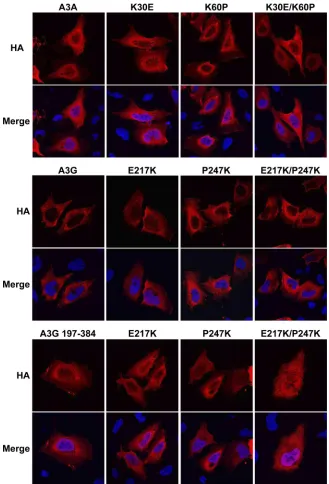 FIG. 8. Subcellular localization of wild-type A3A, full-length A3G, and the C terminus of A3G and the indicated mutants.