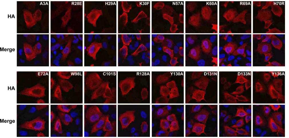 FIG. 5. Inhibition of LINE-1 retrotransposition by A3A partially correlates with interference with plasmid DNA