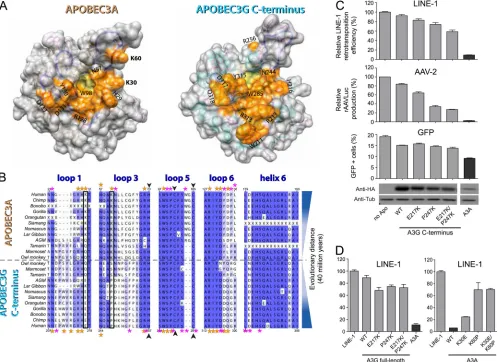 FIG. 7. Structure and primate sequence comparisons reveal a distinct DNA-binding groove on human A3A and the A3G C terminus.(A) Space-ﬁlling visualization showing the surface formed by the residues important for editing A3A or that are important for editing and are