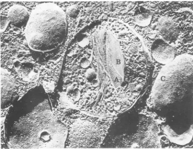 FIG. 10.Arrowsducedviralviral Freeze-etch replica ofpelleted virions pro- from A. albopictus cells